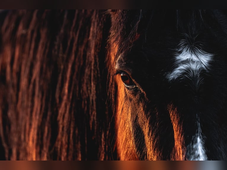 Lusitano Merrie 11 Jaar 153 cm Bruin in Vierlingsbeek