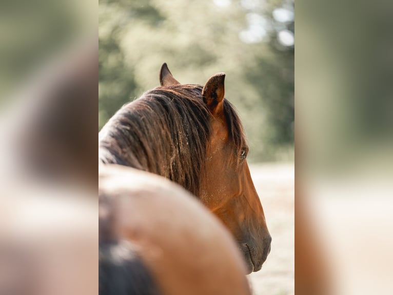 Lusitano Merrie 11 Jaar 153 cm Bruin in Vierlingsbeek