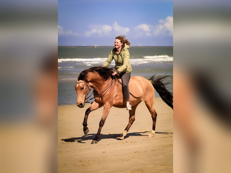 Lusitano Mix Merrie 11 Jaar 153 cm Buckskin in Horhausen