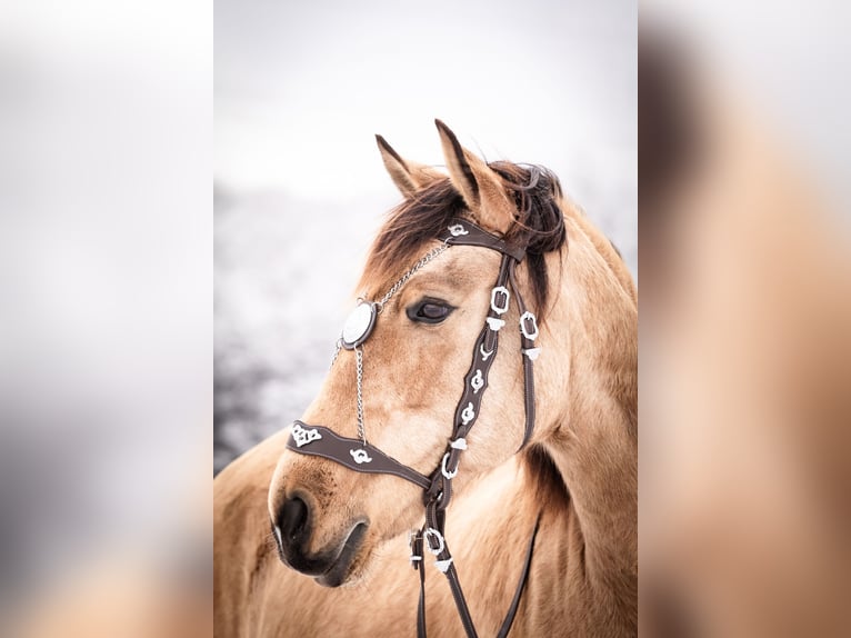 Lusitano Mix Merrie 11 Jaar 153 cm Buckskin in Horhausen