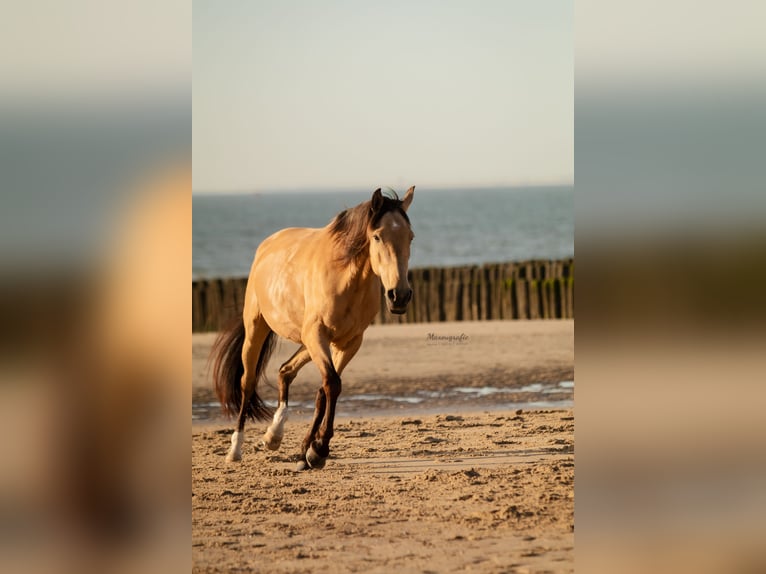 Lusitano Mix Merrie 11 Jaar 153 cm Buckskin in Horhausen