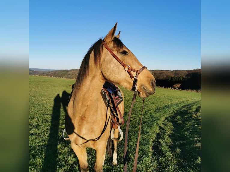 Lusitano Mix Merrie 11 Jaar 153 cm Buckskin in Horhausen