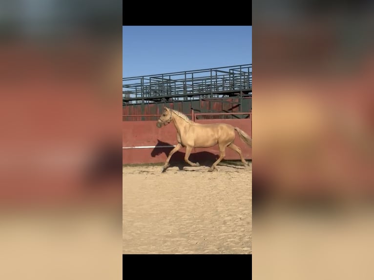 Lusitano Merrie 11 Jaar 154 cm Palomino in Cubillo