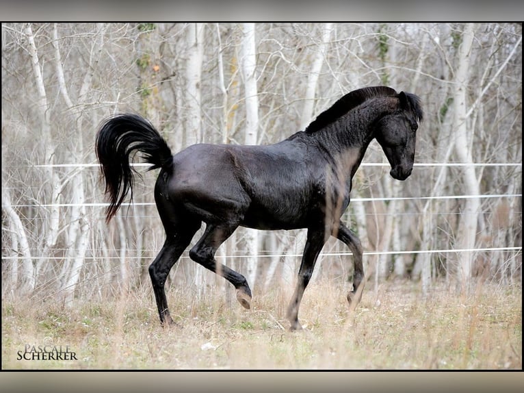Lusitano Merrie 11 Jaar 157 cm Zwart in Générac