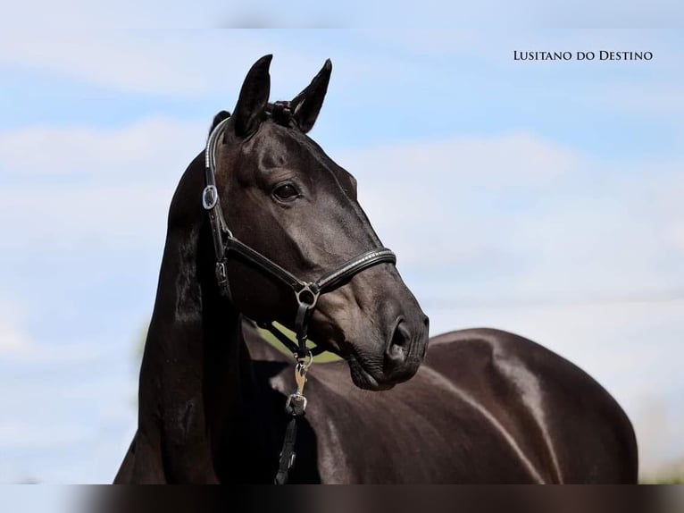 Lusitano Merrie 11 Jaar 157 cm Zwart in Générac