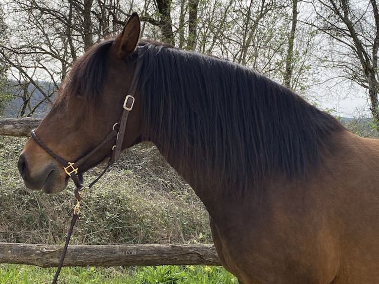 Lusitano Merrie 11 Jaar 158 cm Bruin in Tursac