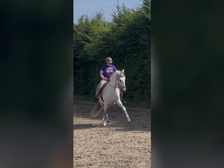Lusitano Merrie 11 Jaar 159 cm Brown Falb schimmel in WeinheimWeinheim