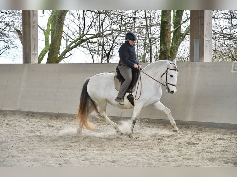 Lusitano Merrie 11 Jaar 159 cm Schimmel in Weinheim