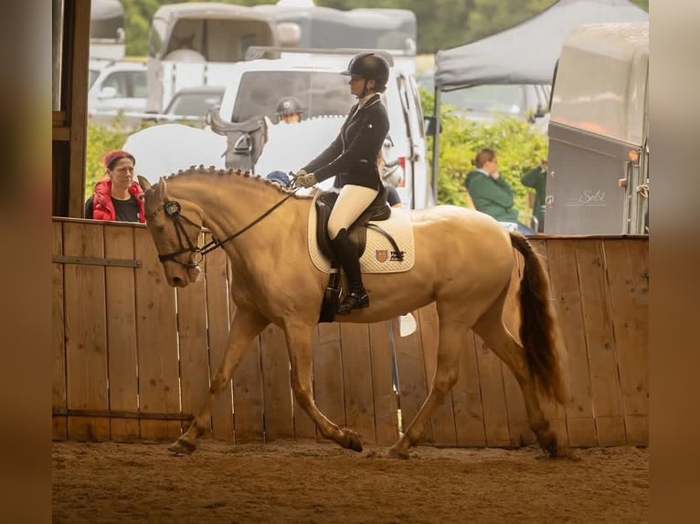 Lusitano Merrie 11 Jaar 160 cm Cremello in Timmendorfer Strand