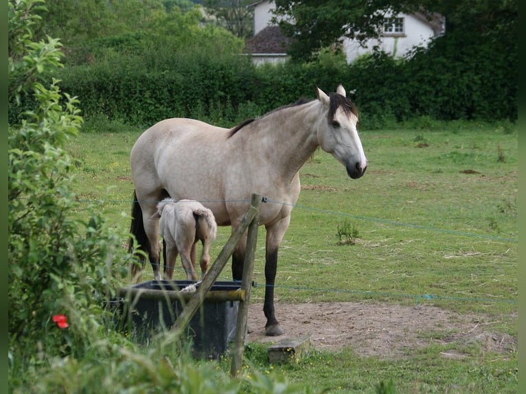 Lusitano Merrie 11 Jaar 160 cm Falbe in Saligny sur Roudon