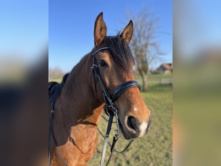 Lusitano Merrie 11 Jaar 163 cm Lichtbruin in Braunau
