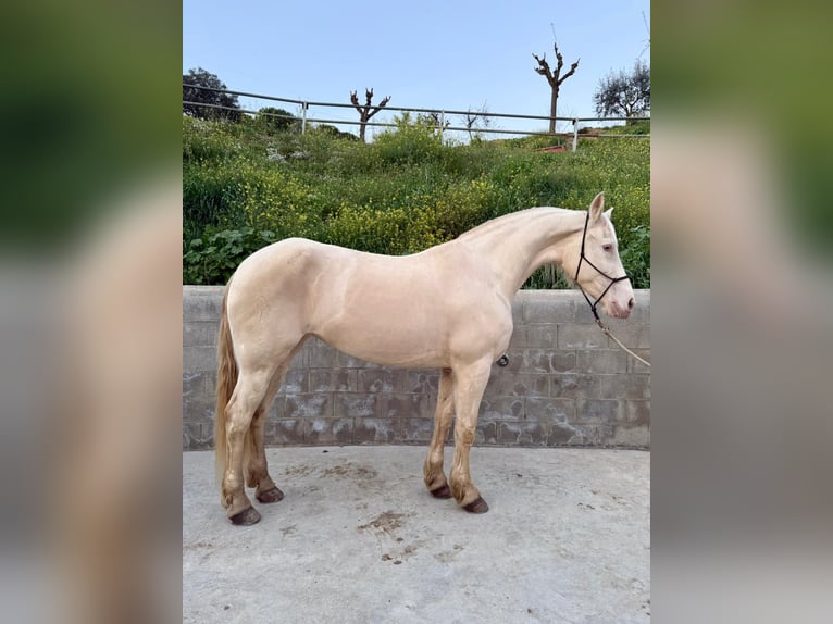 Lusitano Mix Merrie 11 Jaar 164 cm Cremello in Arenys De Munt