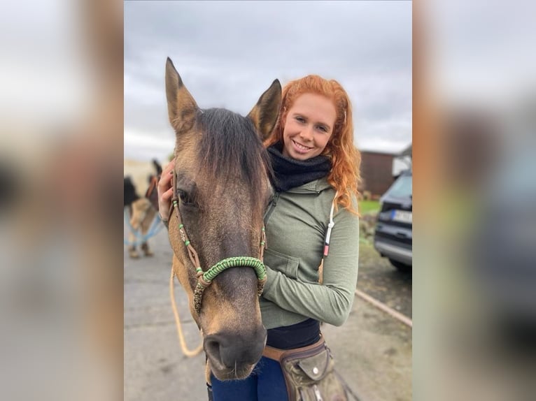 Lusitano Merrie 12 Jaar 153 cm Bruin in Windhagen