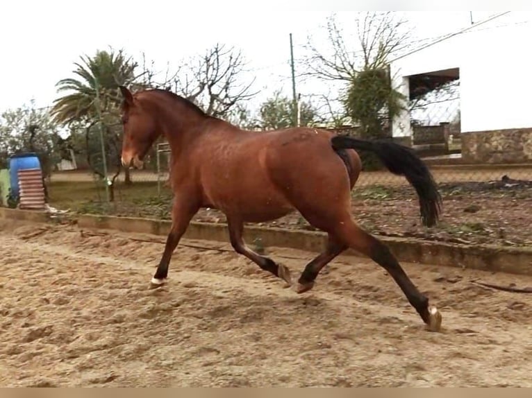 Lusitano Merrie 12 Jaar 163 cm Roodbruin in Badajoz