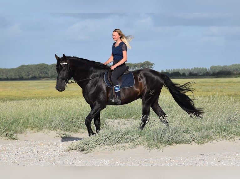 Lusitano Merrie 13 Jaar 155 cm Schimmel in Porspoder