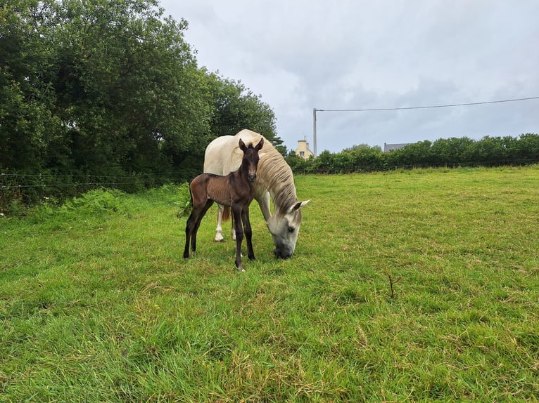 Lusitano Merrie 13 Jaar 155 cm Schimmel in Porspoder