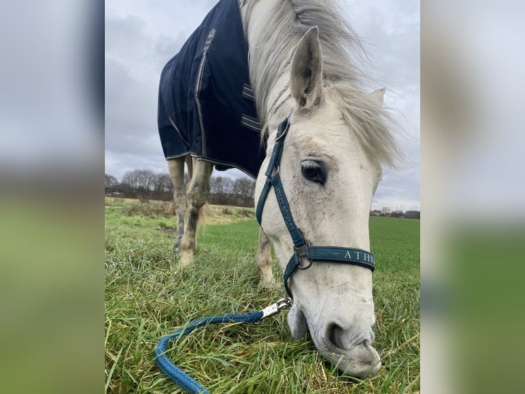 Lusitano Merrie 13 Jaar 156 cm Wit in Moers