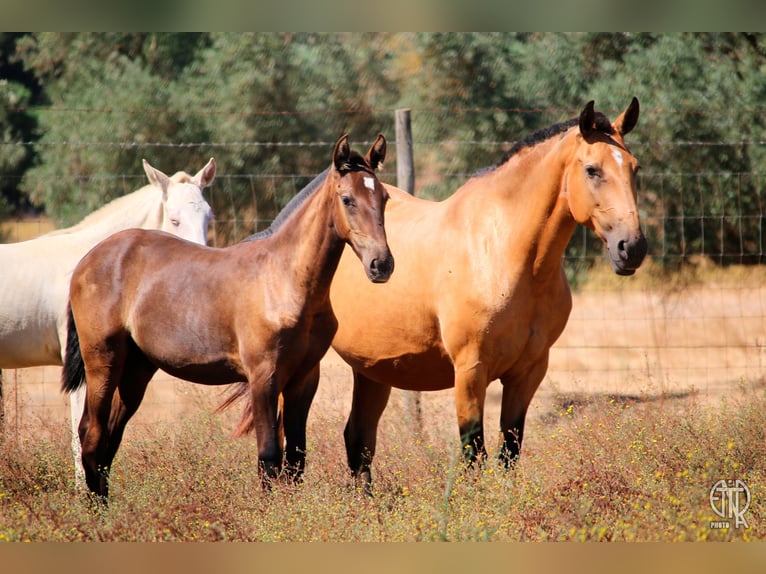 Lusitano Merrie 13 Jaar 157 cm Falbe in Palmela