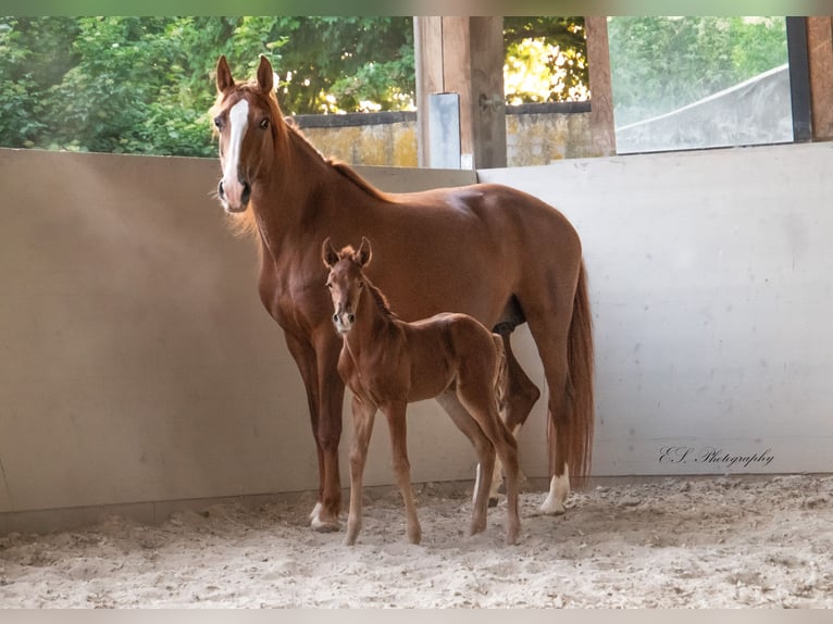 Lusitano Merrie 13 Jaar 157 cm Pearl in Wöllstein