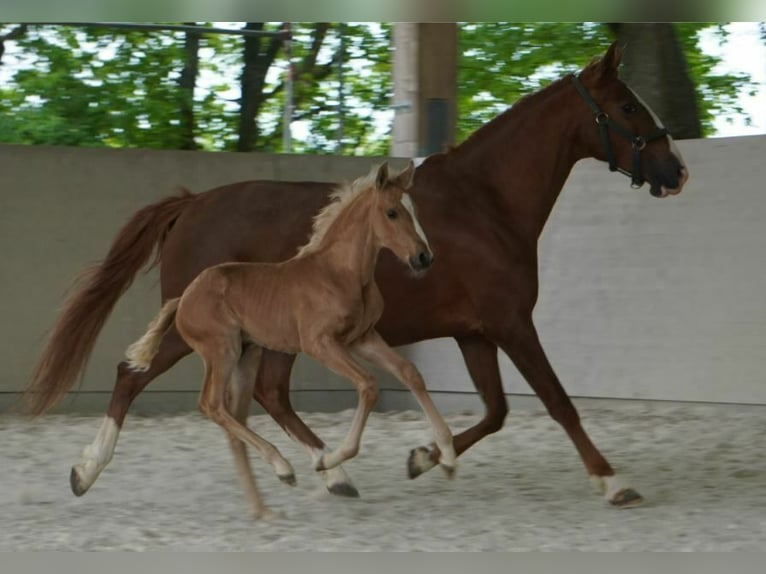 Lusitano Merrie 13 Jaar 157 cm Pearl in Wöllstein