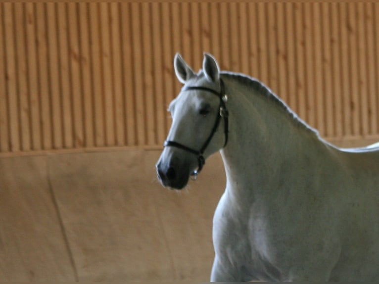 Lusitano Merrie 13 Jaar 161 cm Falbe in Saligny-sur-Roudon