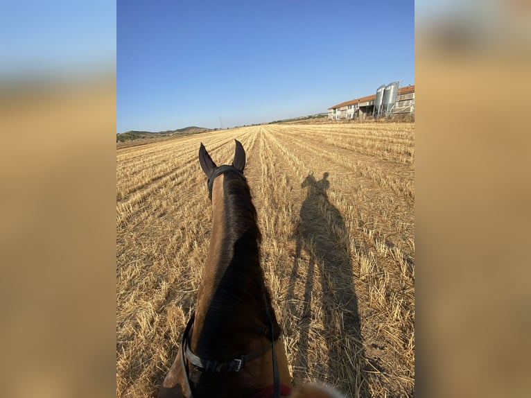 Lusitano Mix Merrie 13 Jaar 165 cm Falbe in Madrid