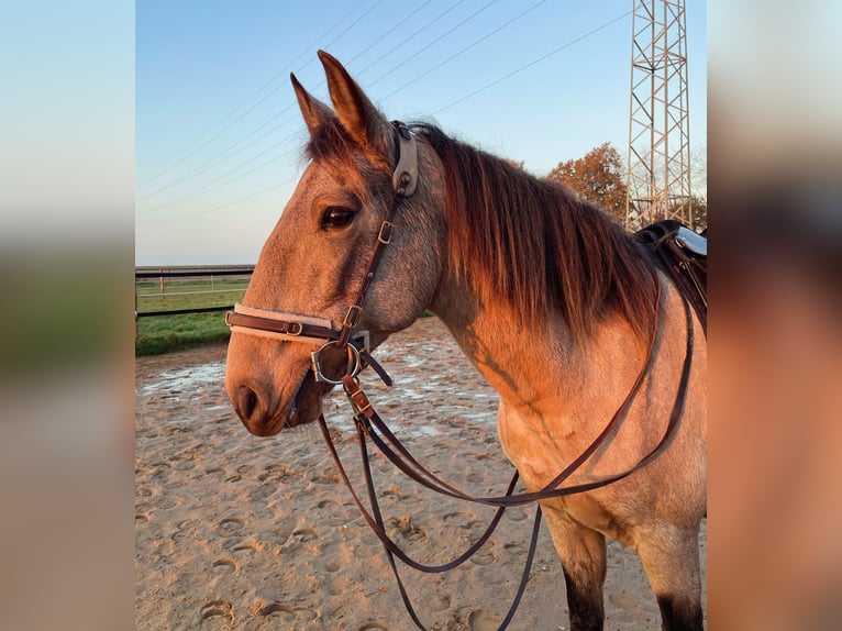 Lusitano Merrie 15 Jaar 151 cm Falbe in Schneverdingen