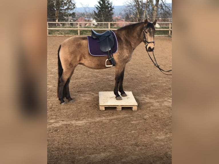 Lusitano Merrie 15 Jaar 152 cm Buckskin in Fuchstal