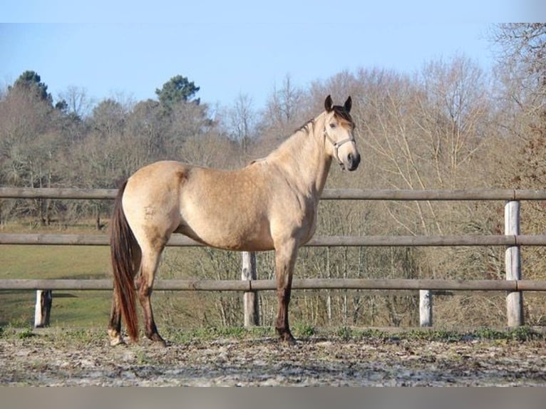 Lusitano Merrie 15 Jaar 155 cm Buckskin in Générac