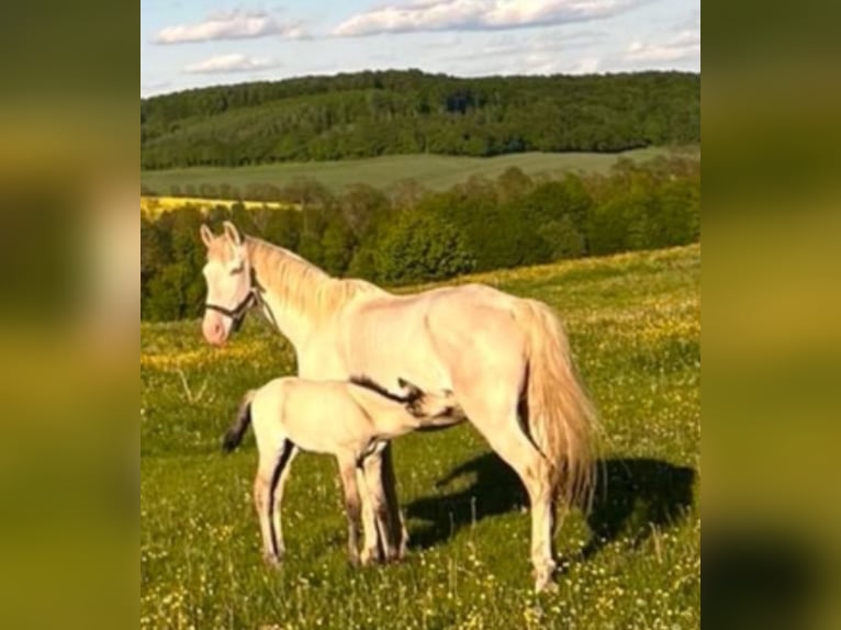 Lusitano Merrie 15 Jaar Cremello in Kaltohmfeld