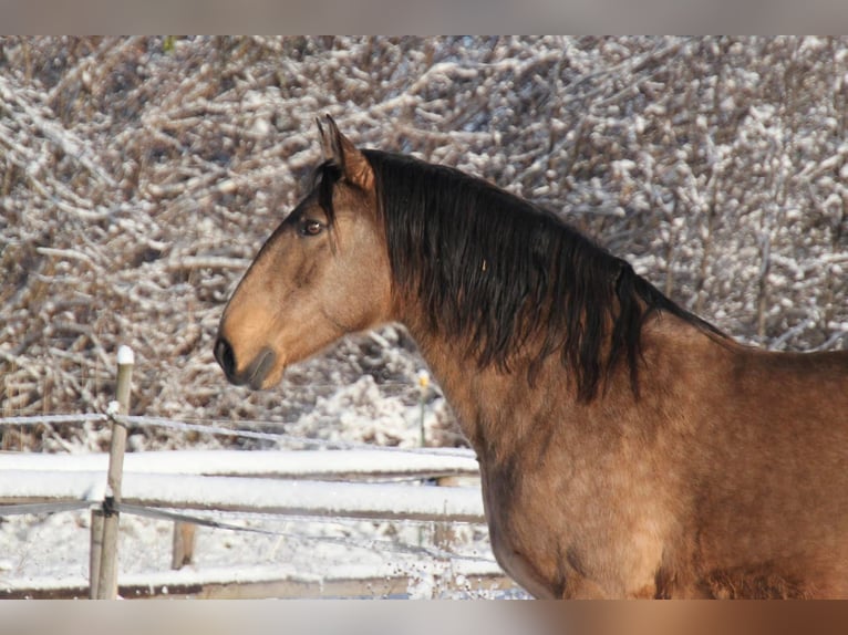 Lusitano Merrie 16 Jaar 152 cm Buckskin in Fuchstal