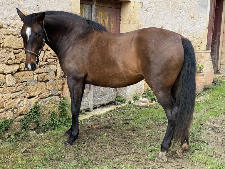 Lusitano Merrie 16 Jaar 162 cm Bruin in Tursac