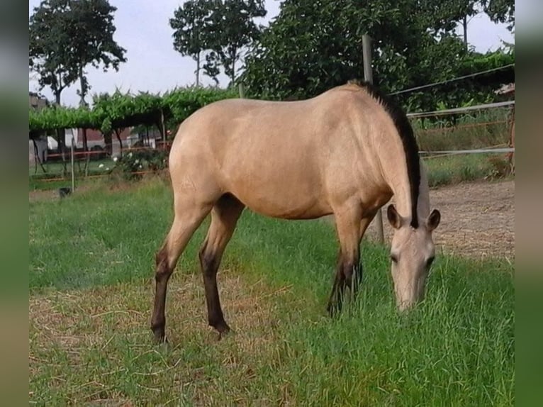 Lusitano Merrie 16 Jaar 162 cm Buckskin in Porto