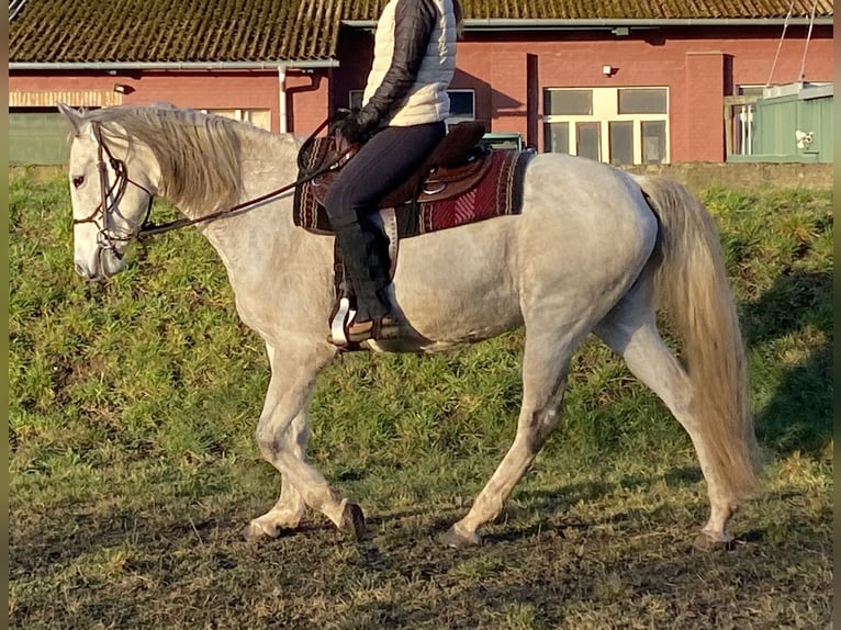 Lusitano Merrie 16 Jaar 165 cm Appelschimmel in Schwerin