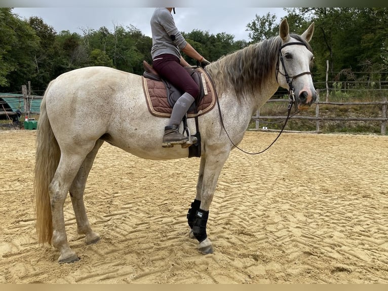 Lusitano Merrie 16 Jaar 165 cm Schimmel in Tursac