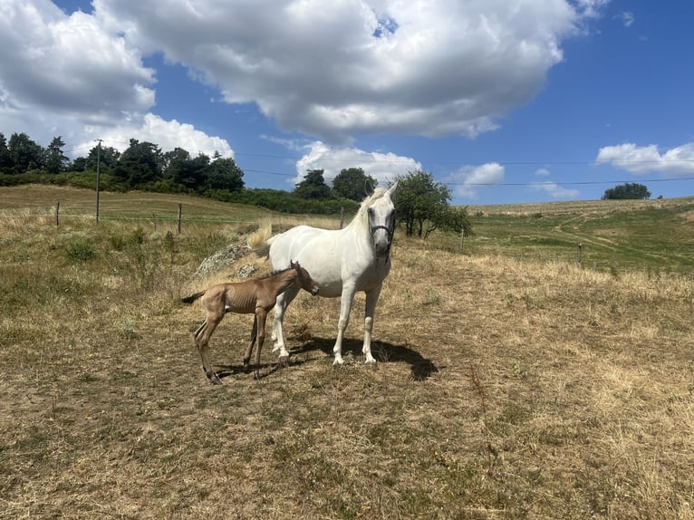 Lusitano Merrie 16 Jaar  in Saint-Sylvestre