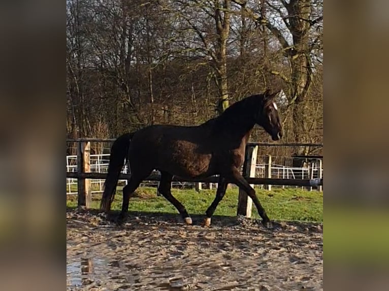 Lusitano Merrie 17 Jaar 158 cm Zwart in Bünde