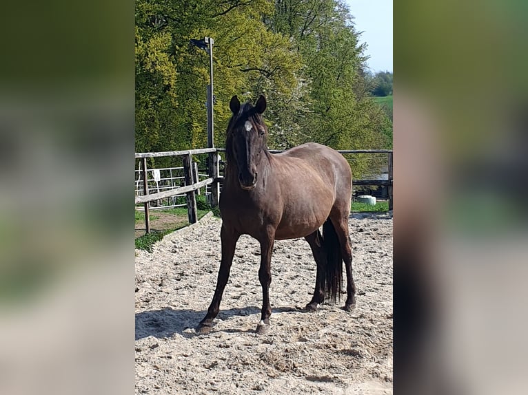 Lusitano Merrie 17 Jaar 158 cm Zwart in Bünde
