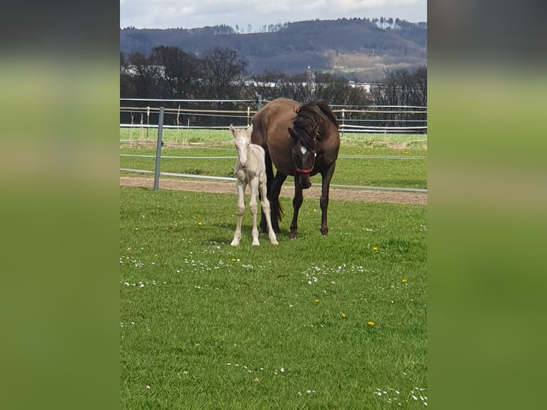 Lusitano Merrie 17 Jaar 158 cm Zwart in Bünde