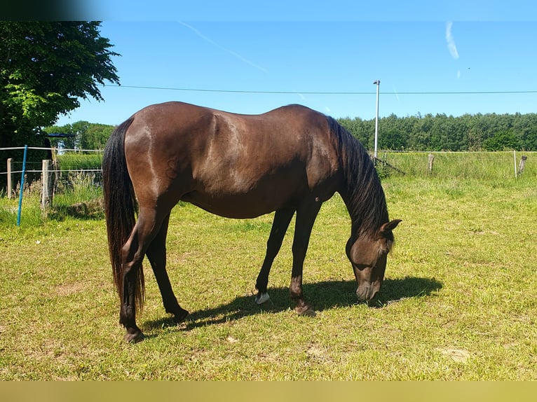 Lusitano Merrie 17 Jaar 158 cm Zwart in Bünde