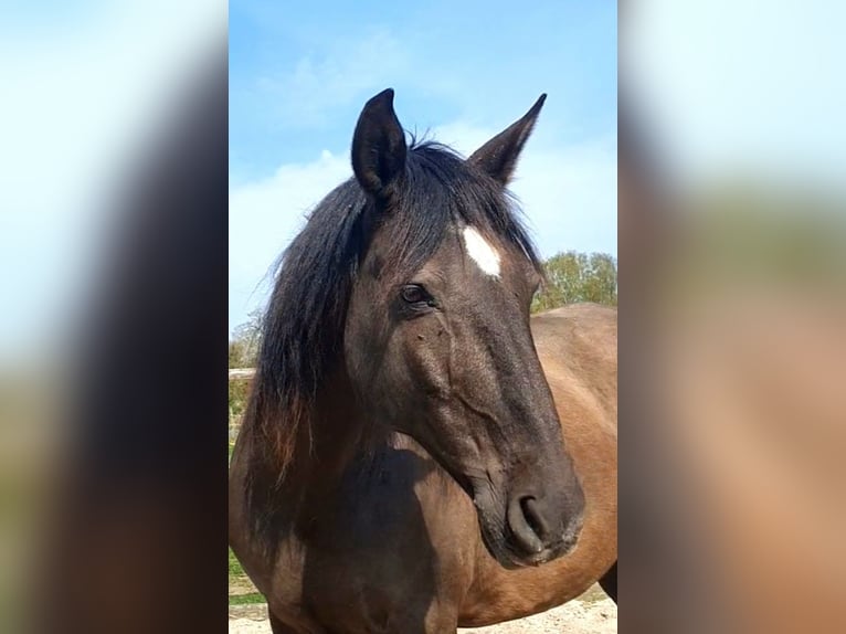 Lusitano Merrie 17 Jaar 158 cm Zwart in Bünde