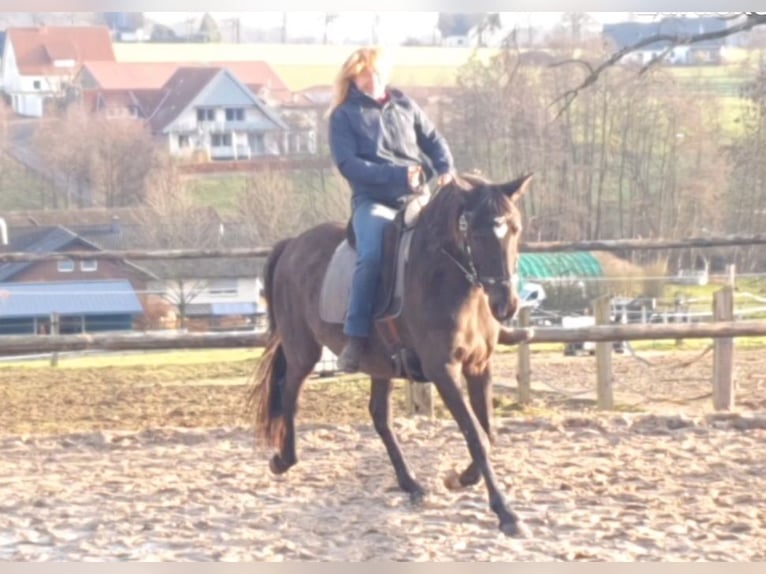 Lusitano Merrie 17 Jaar 158 cm Zwart in Bünde
