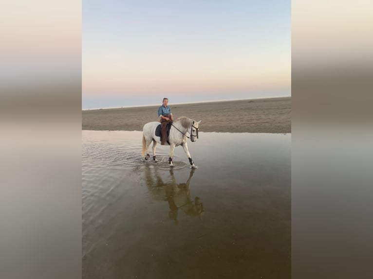 Lusitano Merrie 19 Jaar 155 cm Schimmel in Rüdlingen