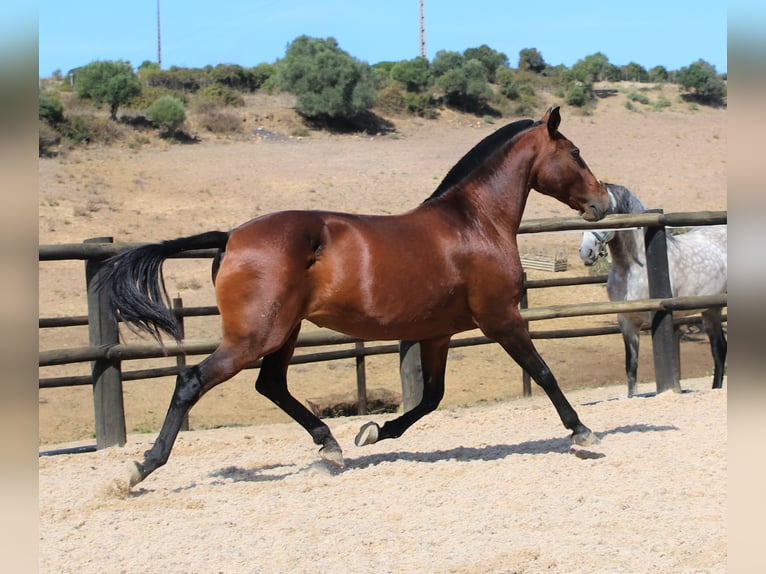 Lusitano Merrie 19 Jaar 160 cm Bruin in Ribamar