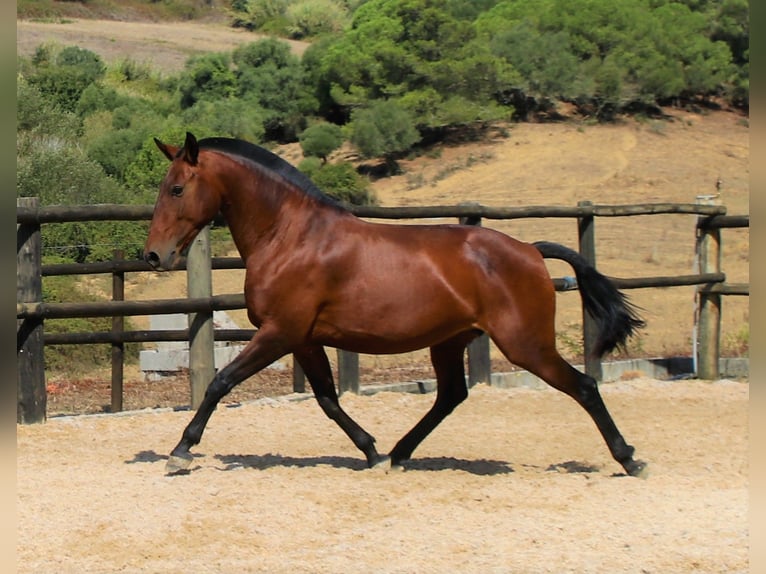 Lusitano Merrie 19 Jaar 160 cm Bruin in Ribamar