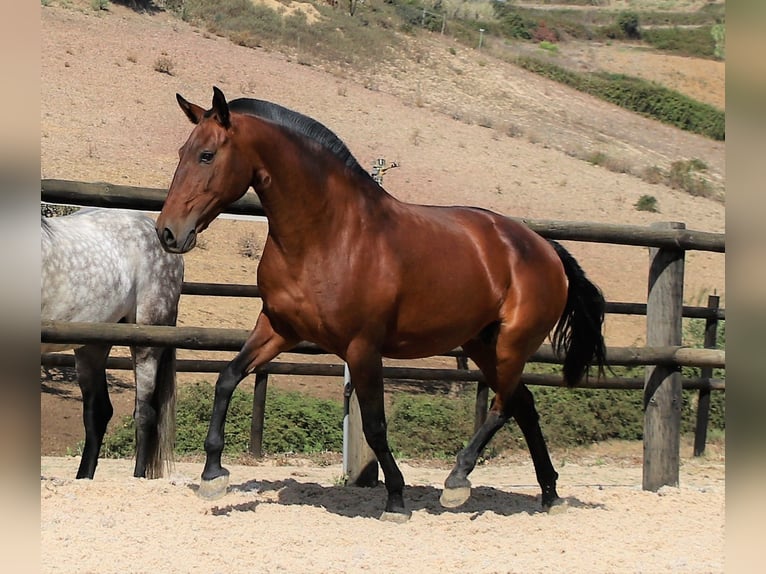 Lusitano Merrie 19 Jaar 160 cm Bruin in Ribamar