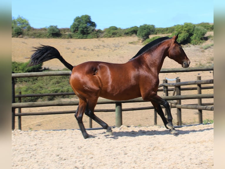 Lusitano Merrie 19 Jaar 160 cm Bruin in Ribamar