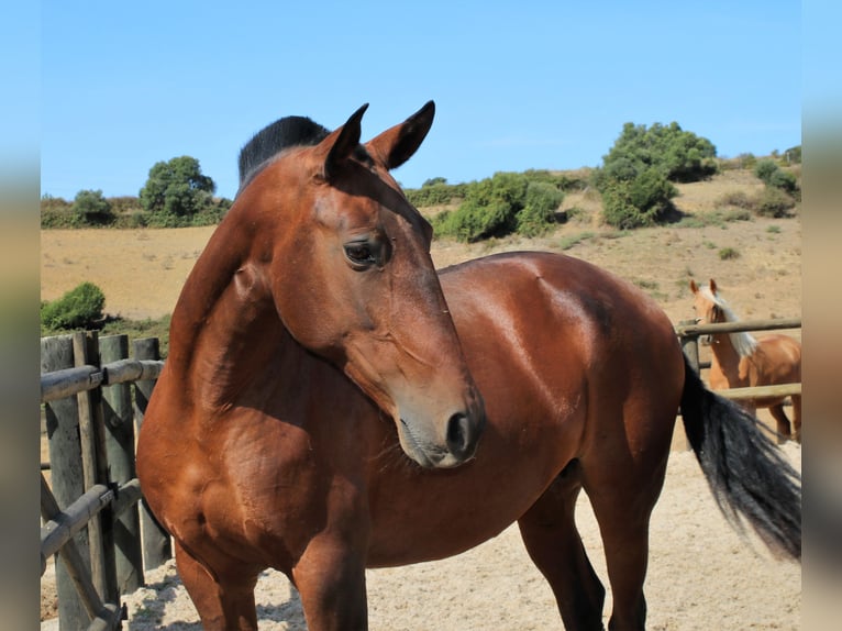 Lusitano Merrie 19 Jaar 160 cm Bruin in Ribamar