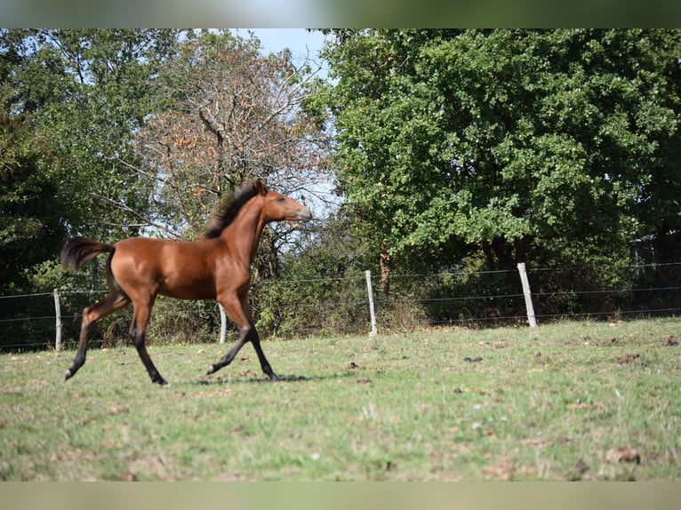 Lusitano Merrie 1 Jaar 135 cm Bruin in Sucé sur Erdre