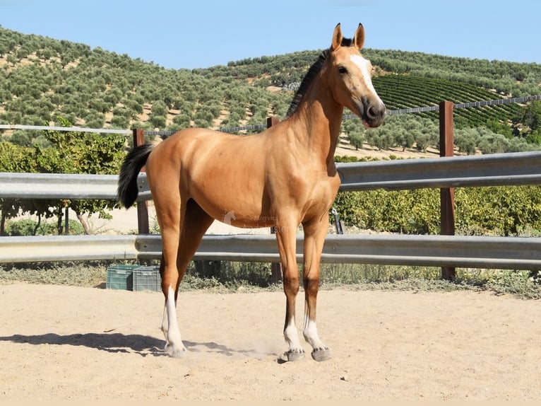 Lusitano Merrie 1 Jaar 139 cm Falbe in Provinz Cordoba